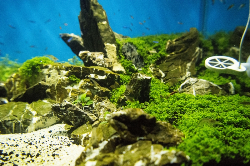DSC_0103a.jpg