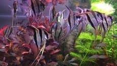 Orinoco Altum