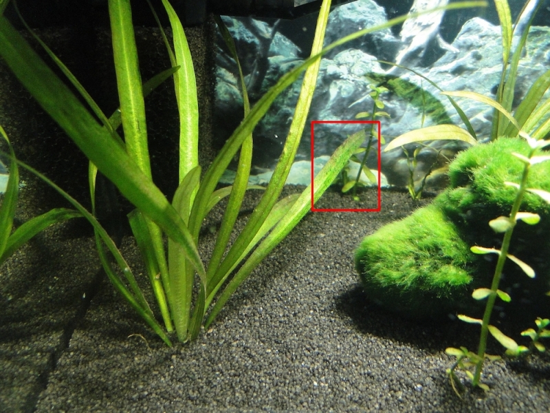 2jpg_aesahsw.jpg