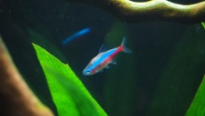 Chory neon czerwony