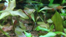 Gnicie lodyg i starych liści u podstawy
