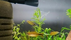 Moje drugie akwarium - kostka krewetkarium