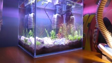 042l - Mini Aqua Chill - plemnik166