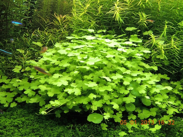 hydrocotyle1.jpg