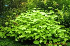 Hydrocotyle tripartita