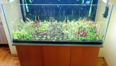 300l - Projekt Tropica - Godween