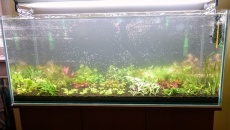 300l - Projekt Tropica - Godween