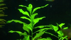 300l - Projekt Tropica - Godween