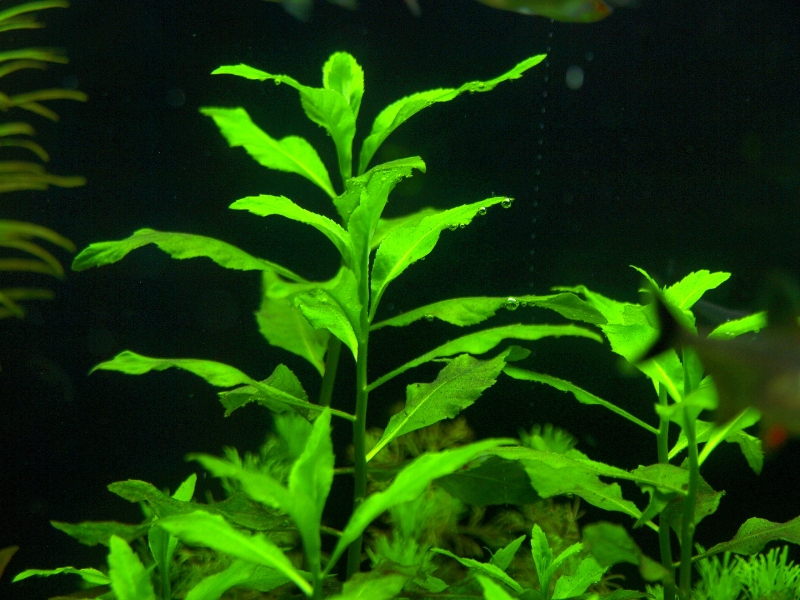 Penthorum sedoides.JPG