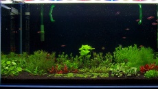 300l - Projekt Tropica - Godween