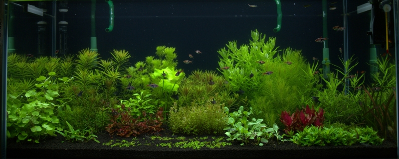 P1018629.ORF.jpg