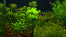 300l - Projekt Tropica - Godween