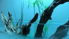 The Swamp - MarioMarina paludarium