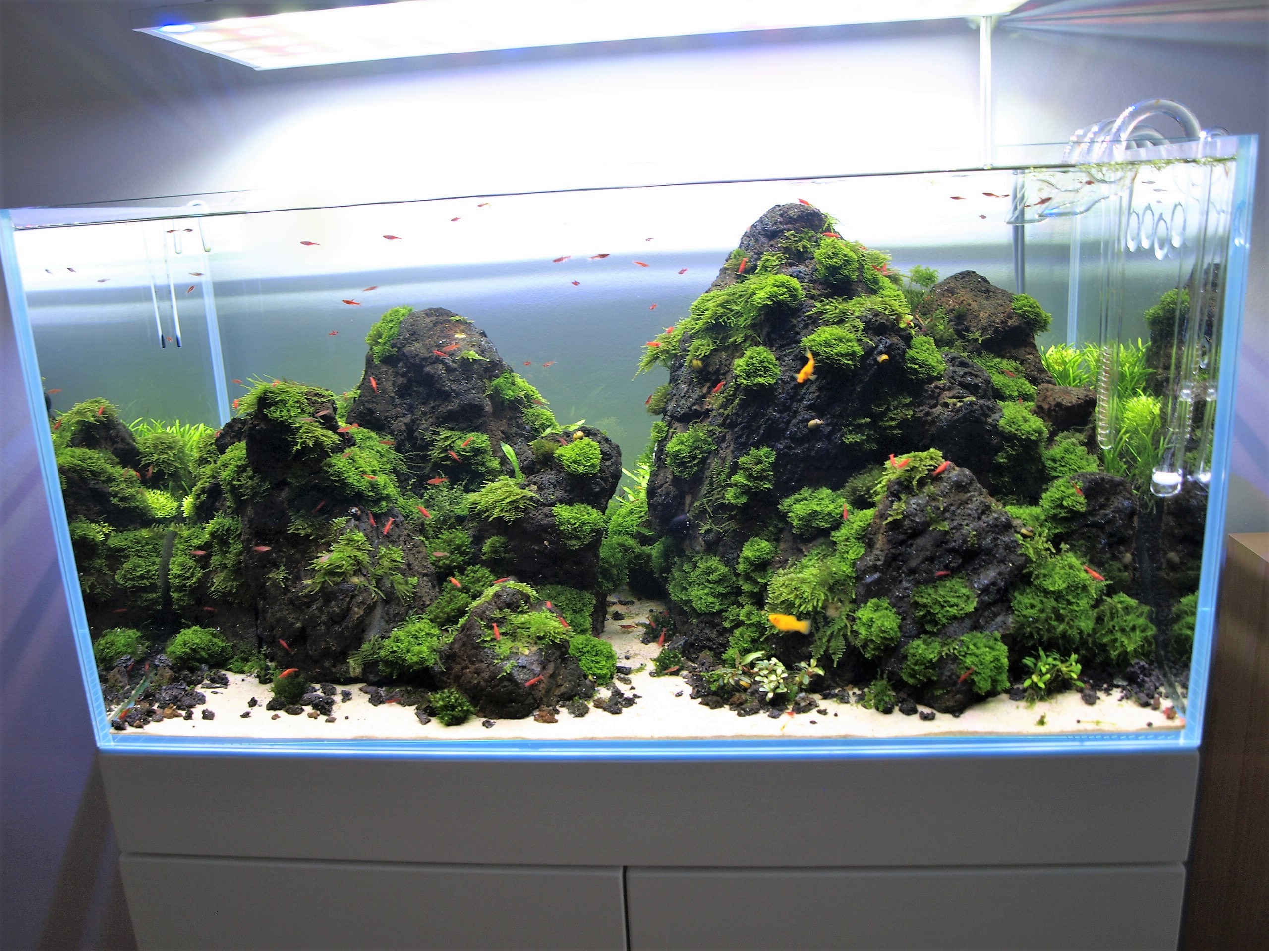 P4173704 (2).jpg