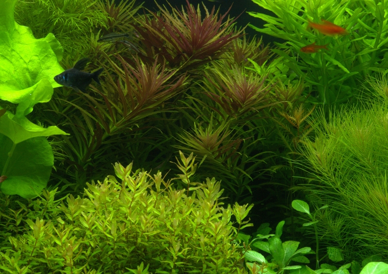 P1018665.jpg