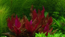 300l - Projekt Tropica - Godween