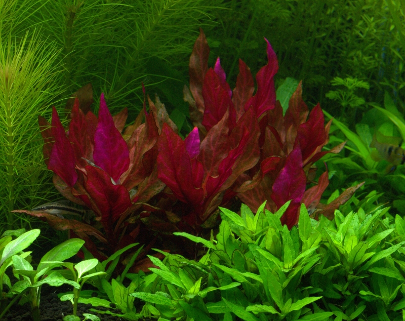 P1018666.jpg