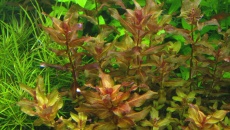 300l - Projekt Tropica - Godween