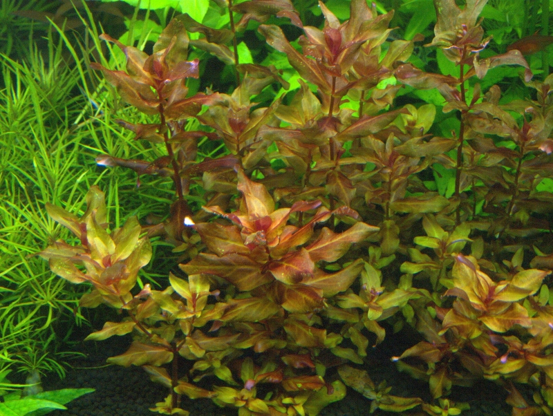P1018690.jpg