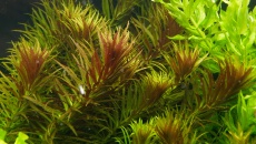 300l - Projekt Tropica - Godween