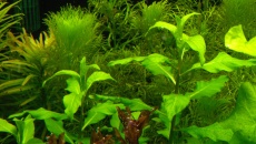 300l - Projekt Tropica - Godween