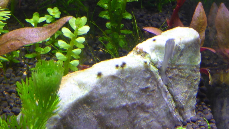 P1020517.JPG