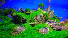 500l - The Pirate Corner - Prospero