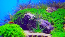 500l - The Pirate Corner - Prospero