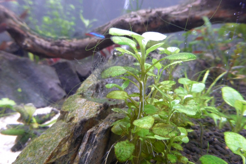 P1020585.JPG