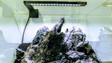 016l - ATP - Nano Iwagumi - Andrzej Nowak