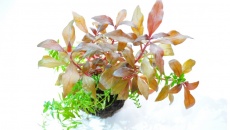 Green Bal (wabikusa)