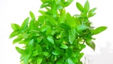 Green Bal (wabikusa)