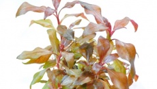 Green Bal (wabikusa)