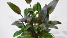 Green Bal (wabikusa)