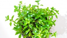 Green Bal (wabikusa)