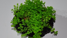 Green Bal (wabikusa)