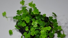 Green Bal (wabikusa)