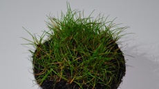 Green Bal (wabikusa)