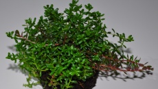 Green Bal (wabikusa)
