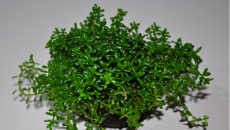 Green Bal (wabikusa)