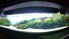 Podwodne Lasy by Takashi Amano w Lizbońskim Oceanarium