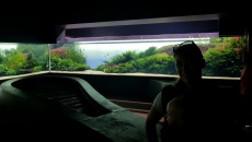 Podwodne Lasy by Takashi Amano w Lizbońskim Oceanarium