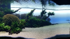 Podwodne Lasy by Takashi Amano w Lizbońskim Oceanarium