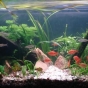 112l - Pierwsze akwa - Marcin Czeremcha