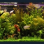 450l - Adam Lewicki