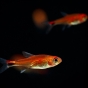 Tetra rubinowa (Axelrodia riesei)