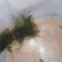 Cladophora kontra nadmanganiam potasu