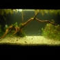 112l - BN/T - Zagazowany Low Tech
