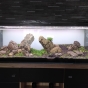 375l - Pierwsze Iwagumi -  fary85