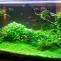 220l - Green Paradise